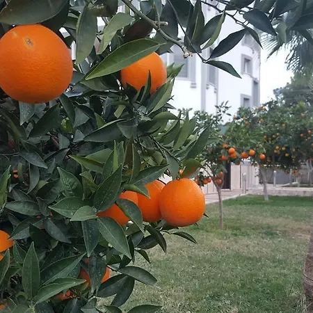 Garden *